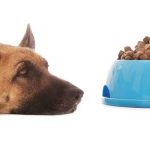 Commercial Dog Food – Exactly What Does Commercial Dog Food Mean?