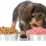 The Reality Regarding Commercial Commercial Dog Food