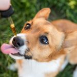 3 Tips to choosing the best CBD dog treats and the best oil supplier