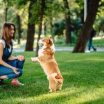 How To Make Your Dog Stay Active and Happier?