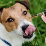How to experience the awesome benefits of using CBD oil for your dog?