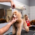 From Shampoo to Nail Trims: A Guide to Pet Grooming Basics