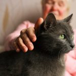 4 Cat Breeds That Are Ideal for Seniors and Why